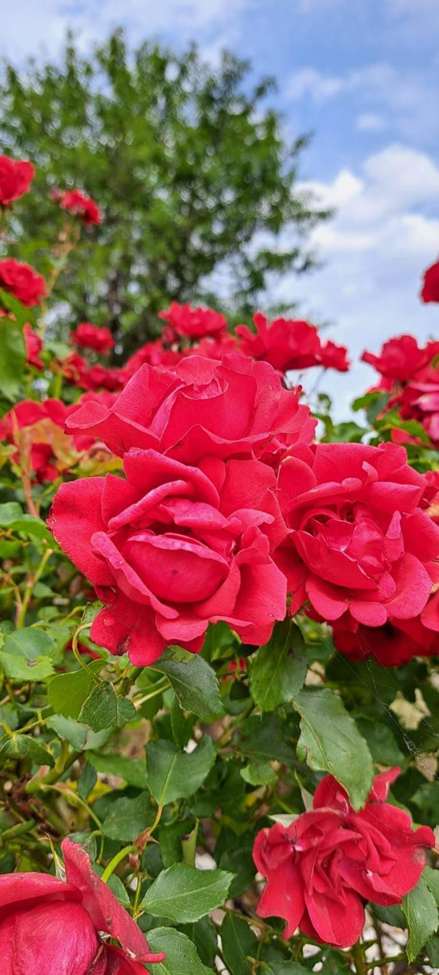 Apartment Rose